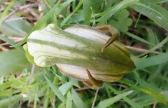 Pterostylis cucullata