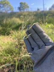 Bromus carinatus