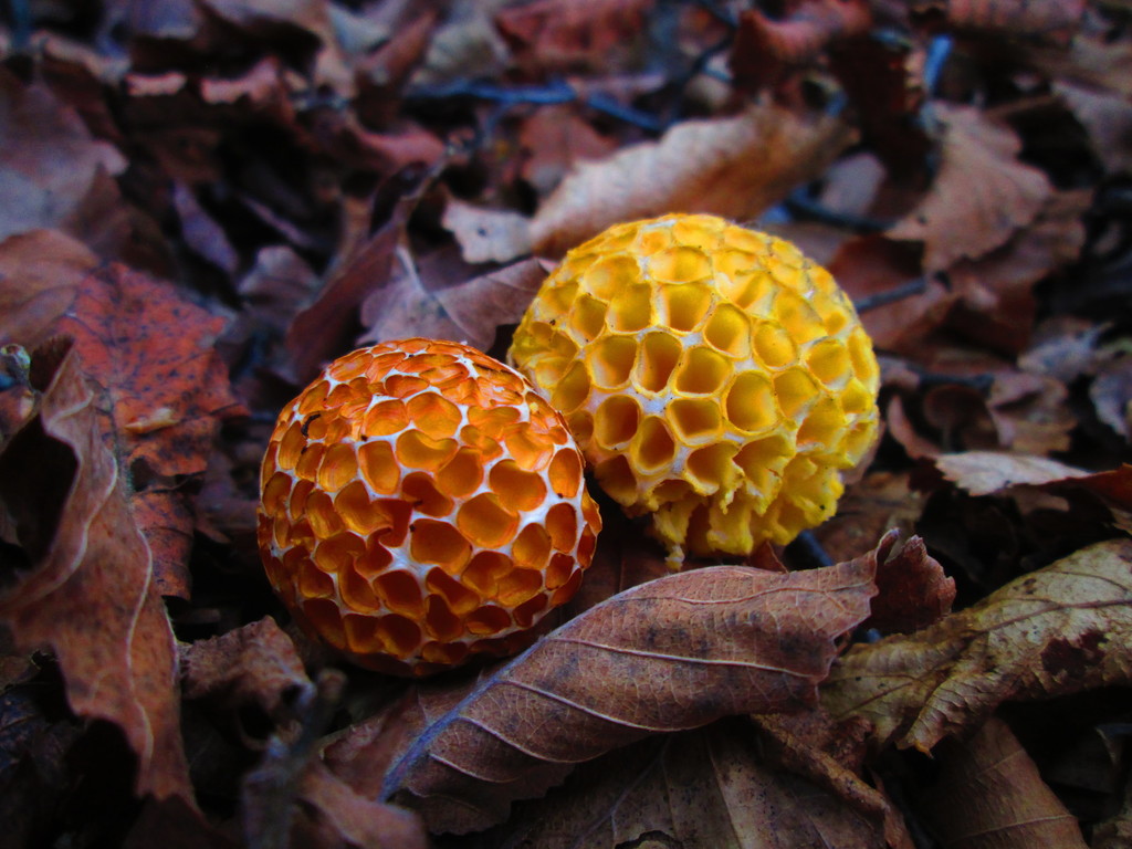Cyttariaceae