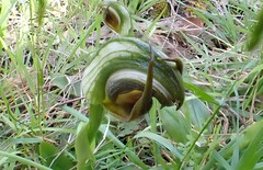 Pterostylis cucullata