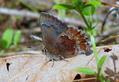 Callophrys mossii