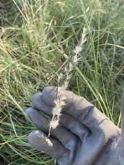 Bromus carinatus