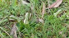 Pterostylis cucullata