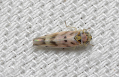 Linnavuoriana decempunctata