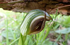 Pterostylis cucullata