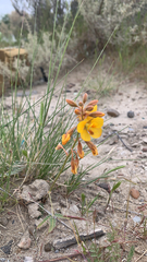 Hoffmannseggia glauca