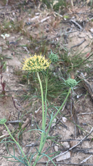 Daucus