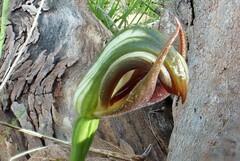 Pterostylis cucullata