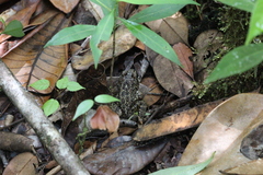 Leptodactylus rugosus
