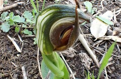 Pterostylis cucullata