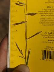 Bouteloua trifida