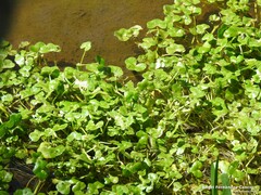 Ranunculus hederaceus