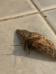 Canararctia rufescens