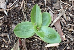 Pterostylis cucullata