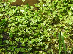 Ranunculus hederaceus