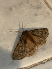 Canararctia rufescens