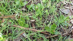 Pterostylis cucullata