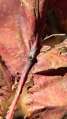 Andricus quercusutriculus