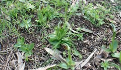 Pterostylis cucullata