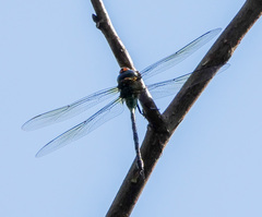 Coryphaeschna adnexa