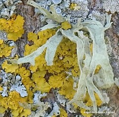 Ramalina fraxinea