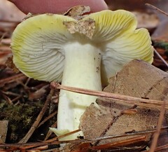 Tricholoma subsejunctum