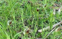 Pterostylis cucullata