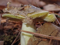 Tricholoma subsejunctum