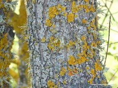 Ramalina fraxinea