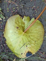 Nymphaea alba