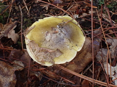 Tricholoma subsejunctum