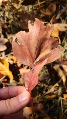 Andricus quercusutriculus