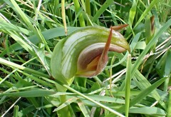 Pterostylis cucullata