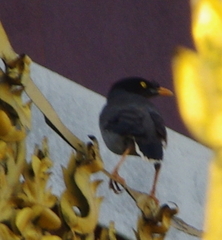 Acridotheres fuscus