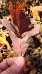 Andricus quercusutriculus