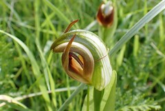 Pterostylis cucullata