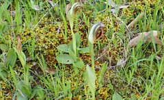 Pterostylis cucullata