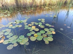 Nymphaea alba