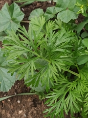 Ranunculus polyanthemos