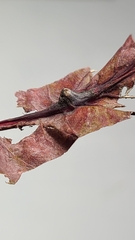 Andricus quercusutriculus