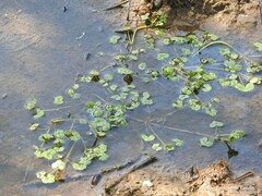 Ranunculus hederaceus