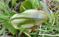Pterostylis cucullata