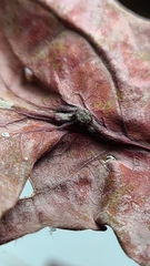 Andricus quercusutriculus