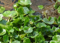 Ranunculus hederaceus