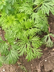 Ranunculus polyanthemos