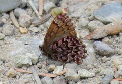 Callophrys eryphon