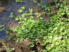 Ranunculus hederaceus