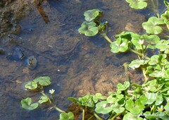 Ranunculus hederaceus