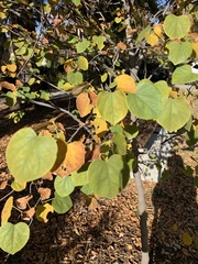 Magnoliopsida