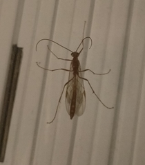 Ophion obscuratus